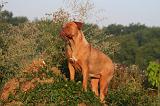 DOGUE DE BORDEAUX 362